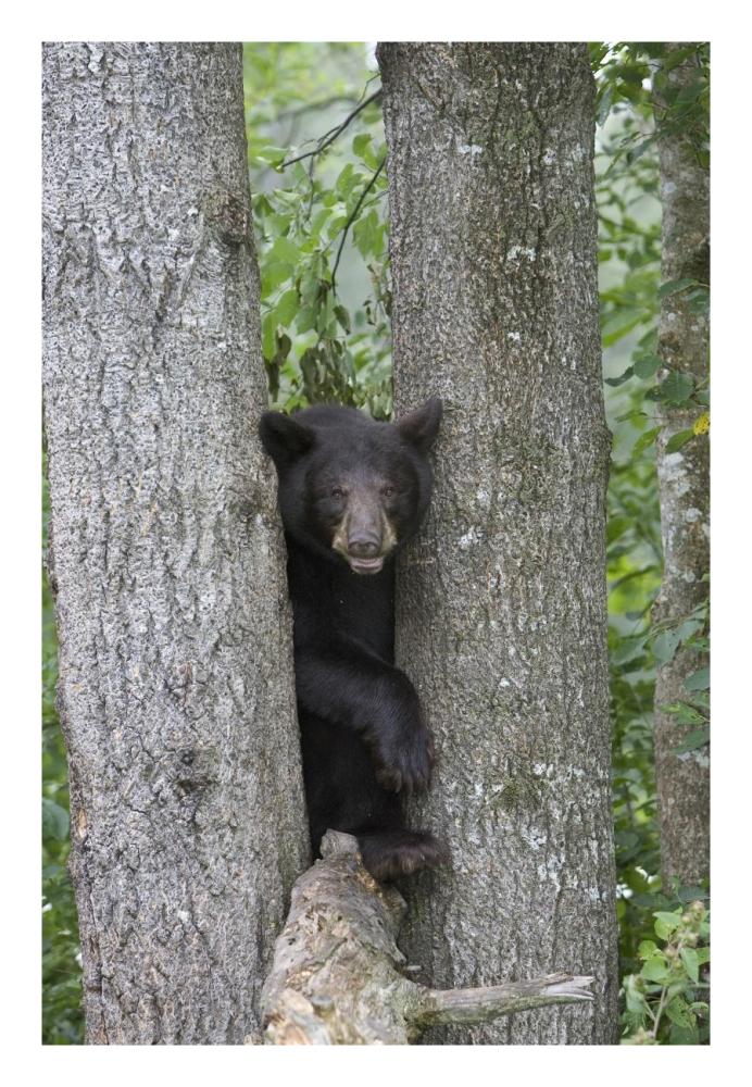 Black Bear Juvenile Male In Tree, Orr, Minnesota-Paper Art-18,,X26,,