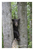 Black Bear Juvenile Male In Tree, Orr, Minnesota-Paper Art-18,,X26,,