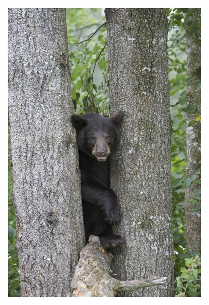 Black Bear Juvenile Male In Tree, Orr, Minnesota-Paper Art-26,,X38,,
