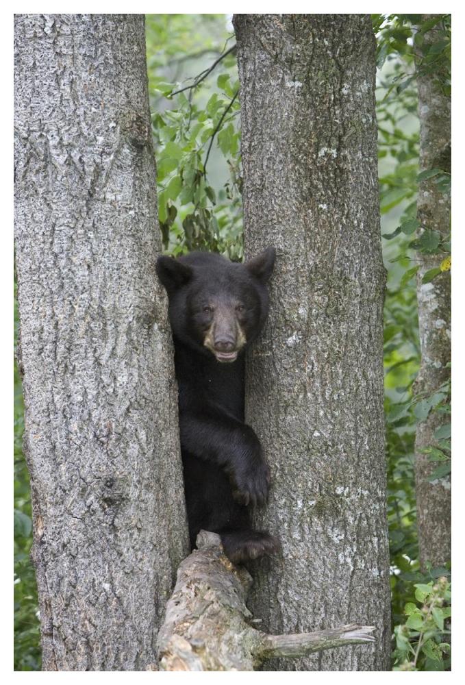 Black Bear Juvenile Male In Tree, Orr, Minnesota-Paper Art-34,,X50,,