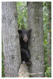 Black Bear Juvenile Male In Tree, Orr, Minnesota-Paper Art-34,,X50,,