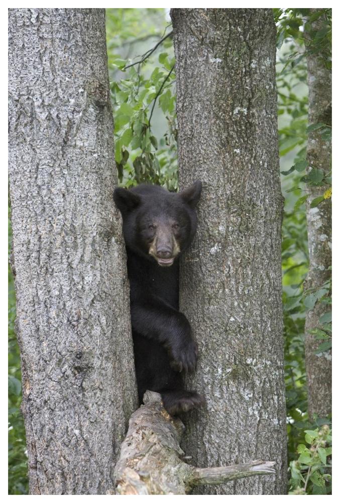 Black Bear Juvenile Male In Tree, Orr, Minnesota-Paper Art-42,,X62,,