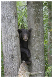 Black Bear Juvenile Male In Tree, Orr, Minnesota-Paper Art-42,,X62,,