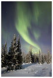 Northern Lights Over Boreal Forest, North America-Paper Art-42,,X62,,