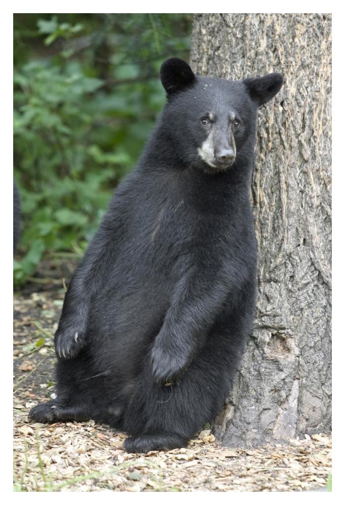 Black Bear Cub Leaning Against Tree, Orr, Minnesota-Paper Art-14,,X20,,
