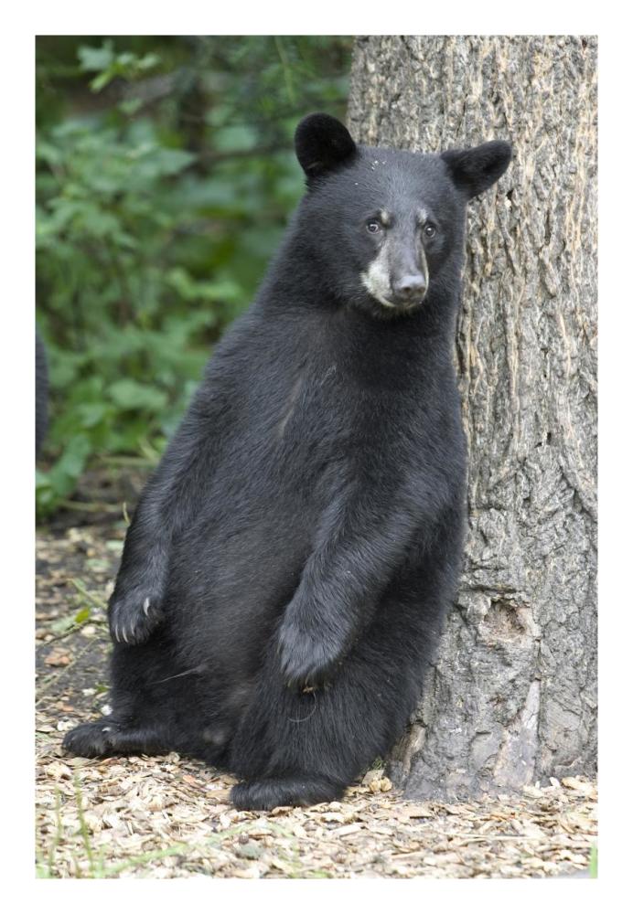 Black Bear Cub Leaning Against Tree, Orr, Minnesota-Paper Art-18,,X26,,