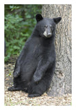 Black Bear Cub Leaning Against Tree, Orr, Minnesota-Paper Art-18,,X26,,