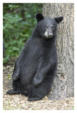 Black Bear Cub Leaning Against Tree, Orr, Minnesota-Paper Art-26,,X38,,