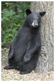 Black Bear Cub Leaning Against Tree, Orr, Minnesota-Paper Art-42,,X62,,