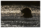 Grizzly Bear In Water, Katmai National Park, Alaska-Paper Art-50,,X34,,