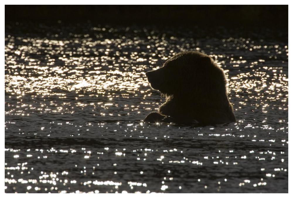 Grizzly Bear In Water, Katmai National Park, Alaska-Paper Art-62,,X42,,
