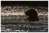 Grizzly Bear In Water, Katmai National Park, Alaska-Paper Art-62,,X42,,