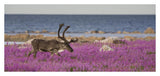 Caribou Male In A Field Of Fireweed, Hudson Bay, Canada-Paper Art-38,,X18.2,,