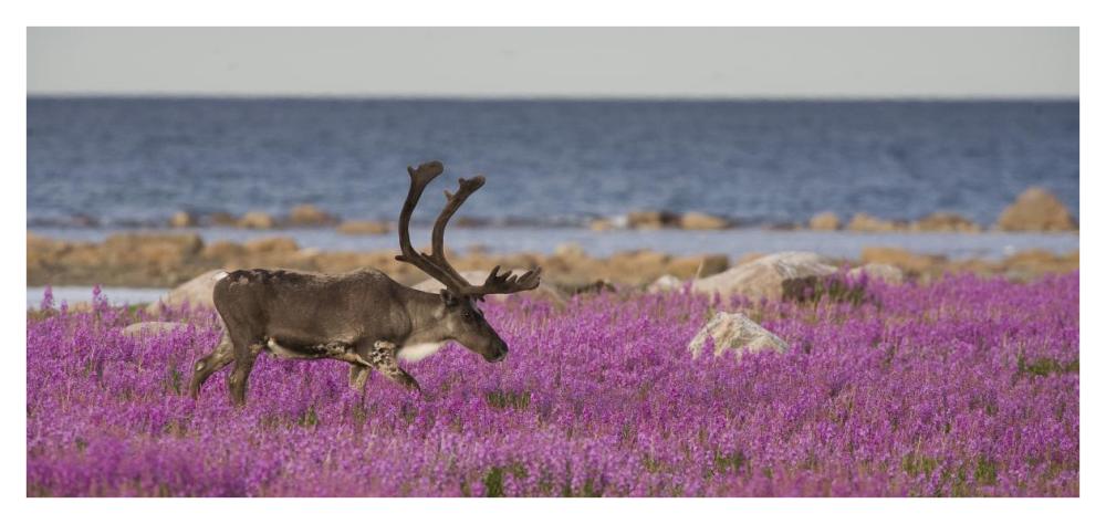 Caribou Male In A Field Of Fireweed, Hudson Bay, Canada-Paper Art-42,,X20,,