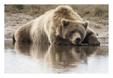Grizzly Bear Sleeping On Shore, Katmai National Park, Alaska-Paper Art-26,,X18,,