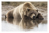 Grizzly Bear Sleeping On Shore, Katmai National Park, Alaska-Paper Art-32,,X22,,