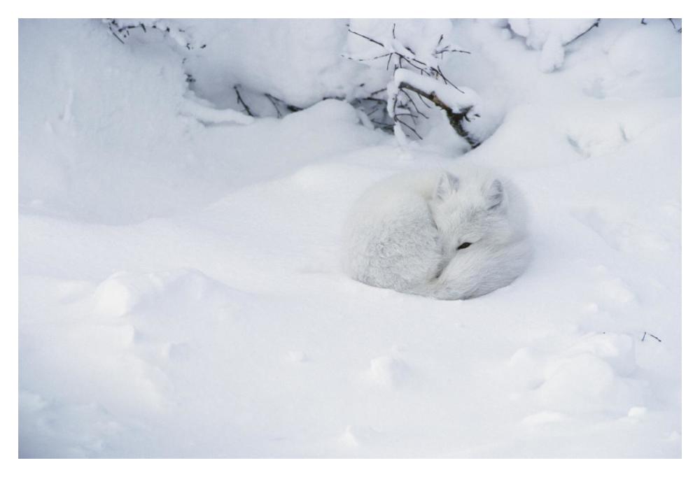 Arctic Fox Curled Up In The Snow, Churchill, Manitoba, Canada-Paper Art-20,,X14,,