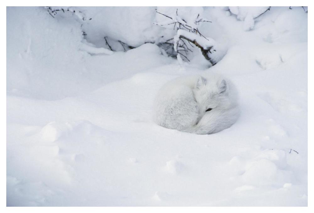 Arctic Fox Curled Up In The Snow, Churchill, Manitoba, Canada-Paper Art-50,,X34,,
