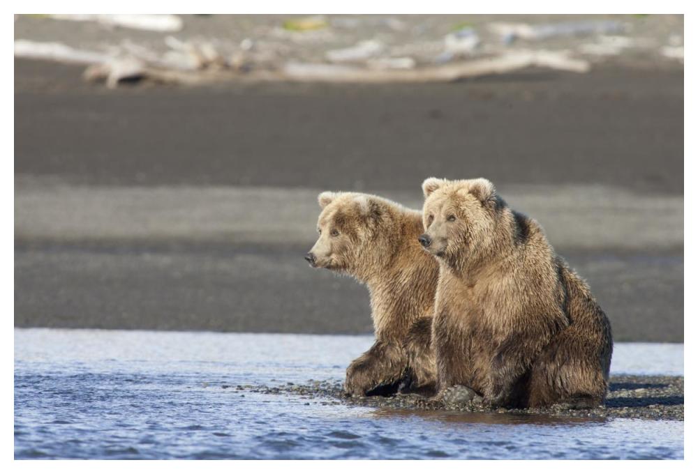 Grizzly Bear Yearlings On Shore, Katmai National Park, Alaska-Paper Art-50,,X34,,