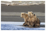 Grizzly Bear Yearlings On Shore, Katmai National Park, Alaska-Paper Art-50,,X34,,