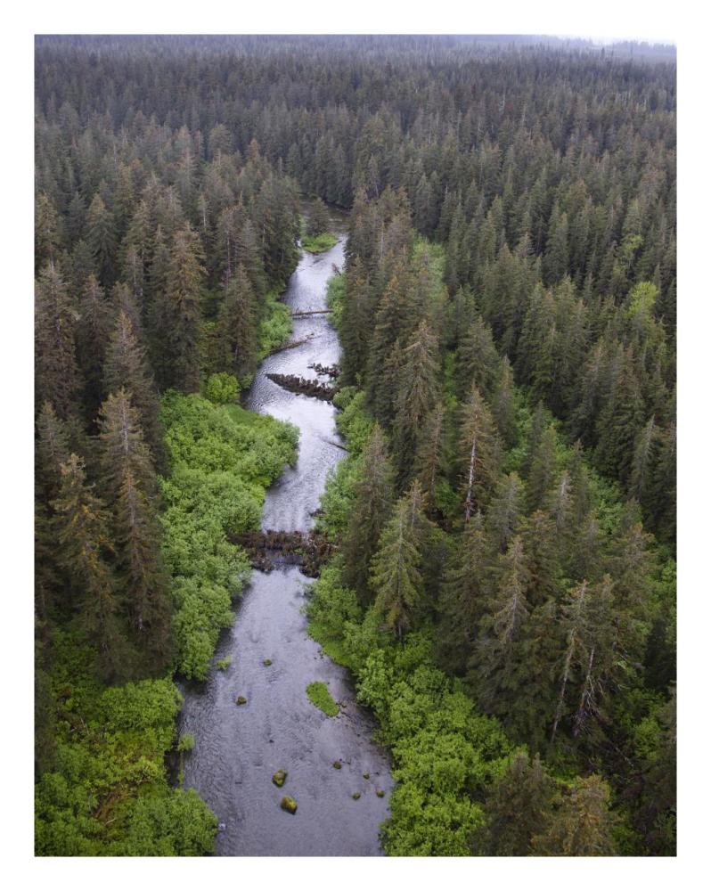 Stream And Boreal Forest, Tongass National Forest, Yakutat, Alaska-Paper Art-20,,X26,,