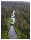 Stream And Boreal Forest, Tongass National Forest, Yakutat, Alaska-Paper Art-26,,X34,,