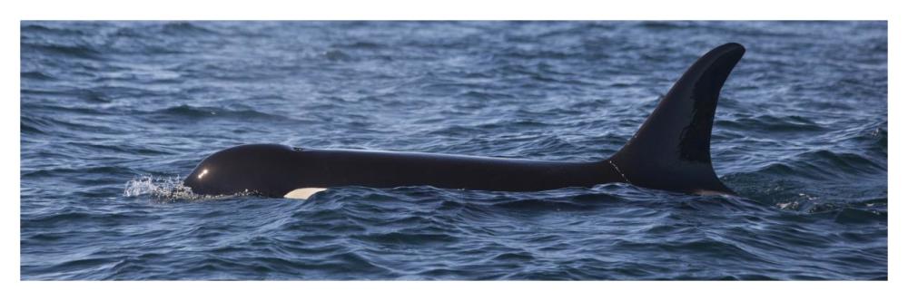 Orca Surfacing Showing Dorsal Fin In Queen Charlotte Sound, Canada-Paper Art-46,,X15.2,,