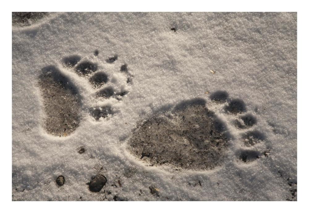 Grizzly Bear Front And Back Paw Prints, Katmai National Park, Alaska-Paper Art-26,,X18,,