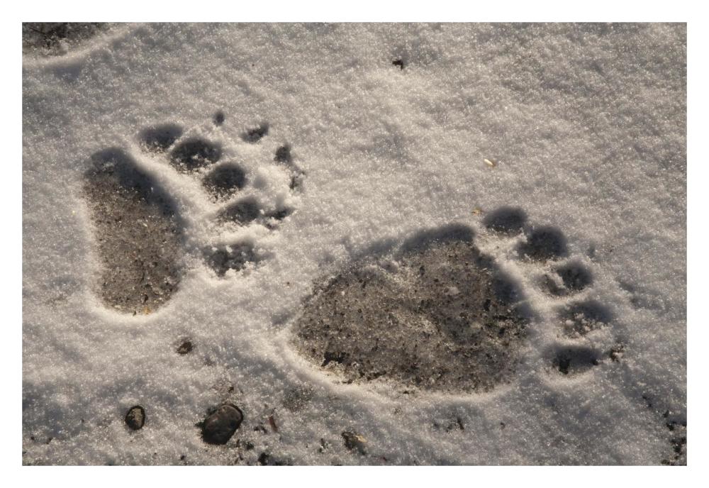 Grizzly Bear Front And Back Paw Prints, Katmai National Park, Alaska-Paper Art-32,,X22,,
