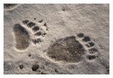 Grizzly Bear Front And Back Paw Prints, Katmai National Park, Alaska-Paper Art-32,,X22,,
