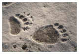 Grizzly Bear Front And Back Paw Prints, Katmai National Park, Alaska-Paper Art-38,,X26,,