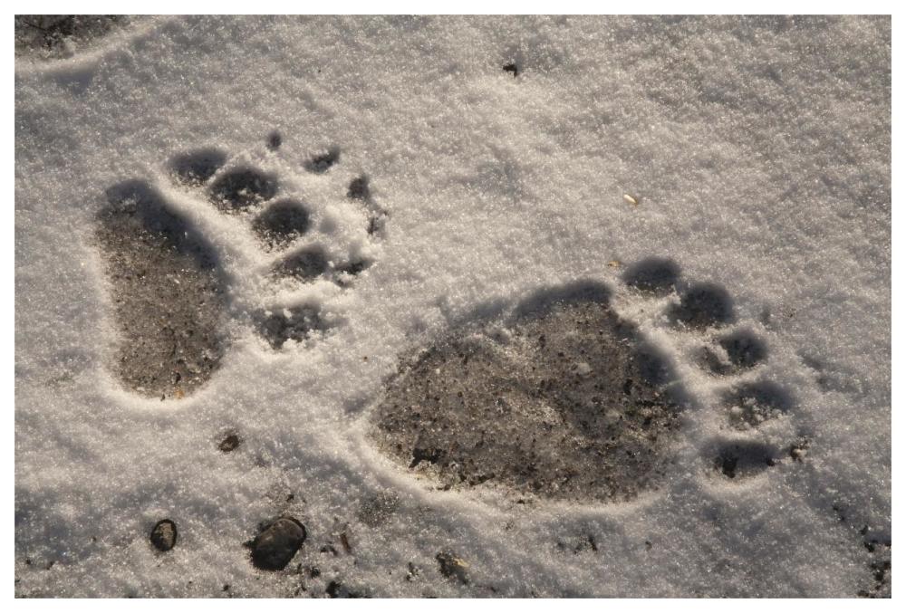 Grizzly Bear Front And Back Paw Prints, Katmai National Park, Alaska-Paper Art-62,,X42,,