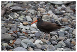 Black Oystercatcher, Icy Bay, Wrangell-St. Elias National Park, Alaska-Paper Art-62,,X42,,