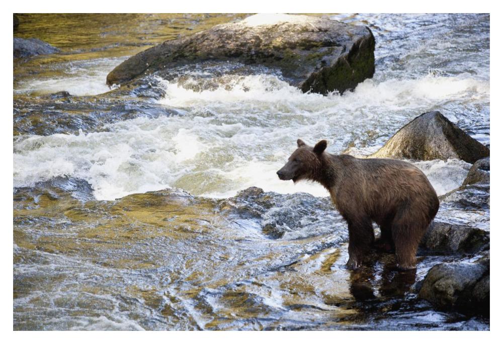 Grizzly Bear Fishing Along Anan Creek, Tongass National Forest, Alaska-Paper Art-20,,X14,,