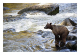 Grizzly Bear Fishing Along Anan Creek, Tongass National Forest, Alaska-Paper Art-26,,X18,,