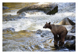Grizzly Bear Fishing Along Anan Creek, Tongass National Forest, Alaska-Paper Art-32,,X22,,