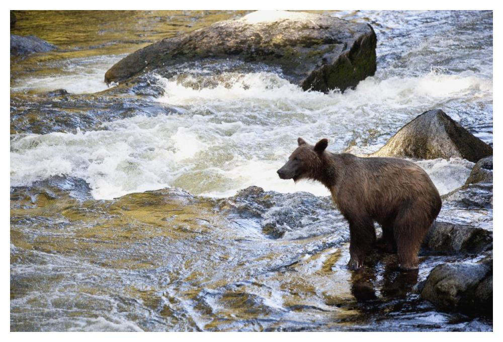 Grizzly Bear Fishing Along Anan Creek, Tongass National Forest, Alaska-Paper Art-50,,X34,,