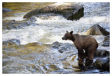 Grizzly Bear Fishing Along Anan Creek, Tongass National Forest, Alaska-Paper Art-50,,X34,,