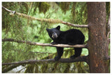 Black Bear Cub In Tree Along Anan Creek, Tongass National Forest, Alaska-Paper Art-62,,X42,,