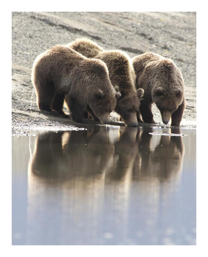 Grizzly Bear Mother And Yearling Cubs Drinking, Katmai National Park, Alaska-Paper Art-18,,X22,,