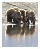 Grizzly Bear Mother And Yearling Cubs Drinking, Katmai National Park, Alaska-Paper Art-22,,X26,,