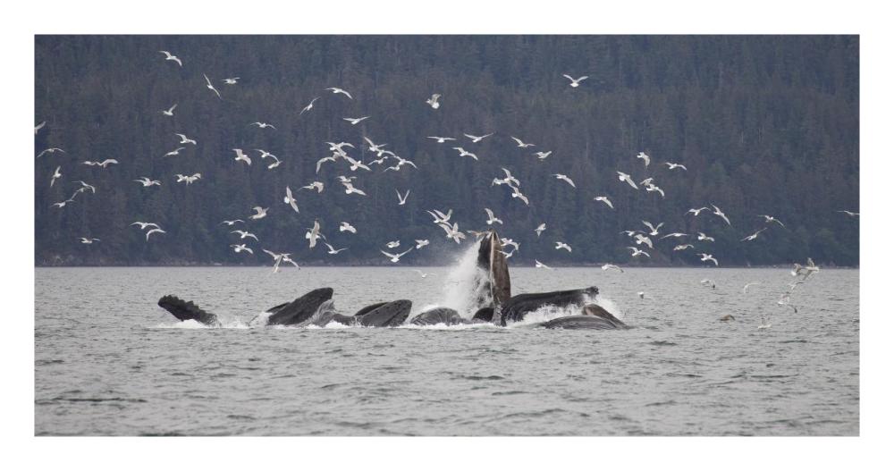 Humpback Whale Bubble Net Feeding Near Juneau With Seagulls Stealing Fish, Alaska-Paper Art-26,,X14,,