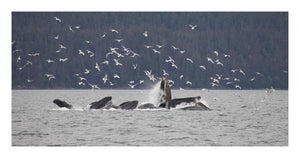 Humpback Whale Bubble Net Feeding Near Juneau With Seagulls Stealing Fish, Alaska-Paper Art-26,,X14,,