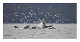 Humpback Whale Bubble Net Feeding Near Juneau With Seagulls Stealing Fish, Alaska-Paper Art-26,,X14,,