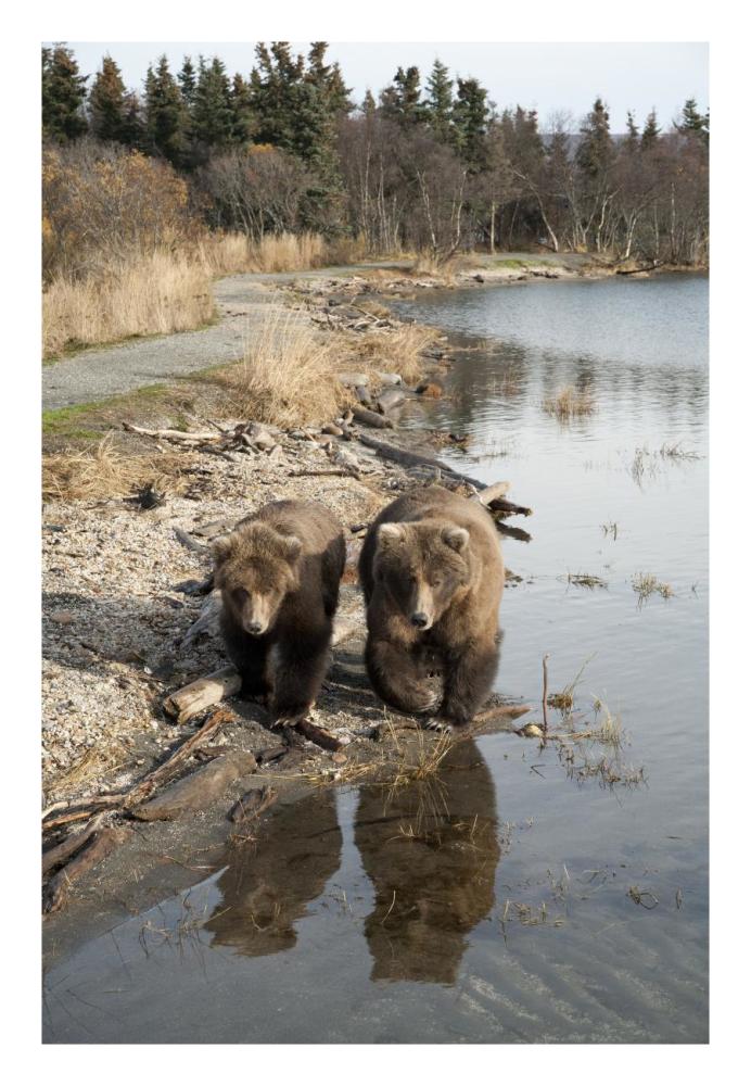 Grizzly Bear Mother And Yearling Walking Along River, Katmai National Park, Alaska-Paper Art-18,,X26,,