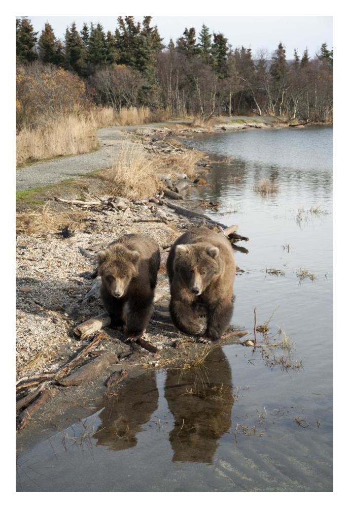 Grizzly Bear Mother And Yearling Walking Along River, Katmai National Park, Alaska-Paper Art-22,,X32,,