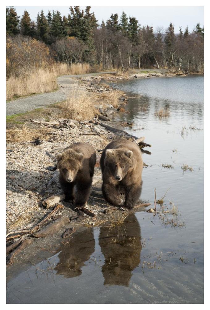 Grizzly Bear Mother And Yearling Walking Along River, Katmai National Park, Alaska-Paper Art-34,,X50,,