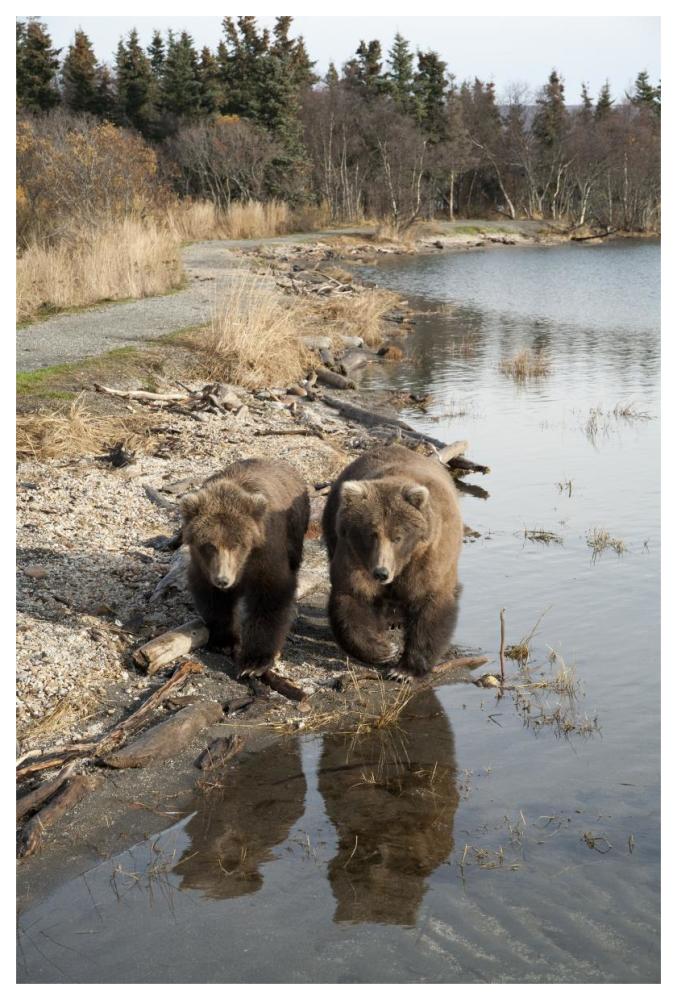 Grizzly Bear Mother And Yearling Walking Along River, Katmai National Park, Alaska-Paper Art-42,,X62,,