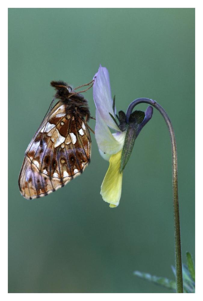 Weaver'S Fritillary Adult On Pansy Europe-Paper Art-14,,X20,,