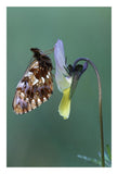 Weaver'S Fritillary Adult On Pansy Europe-Paper Art-18,,X26,,